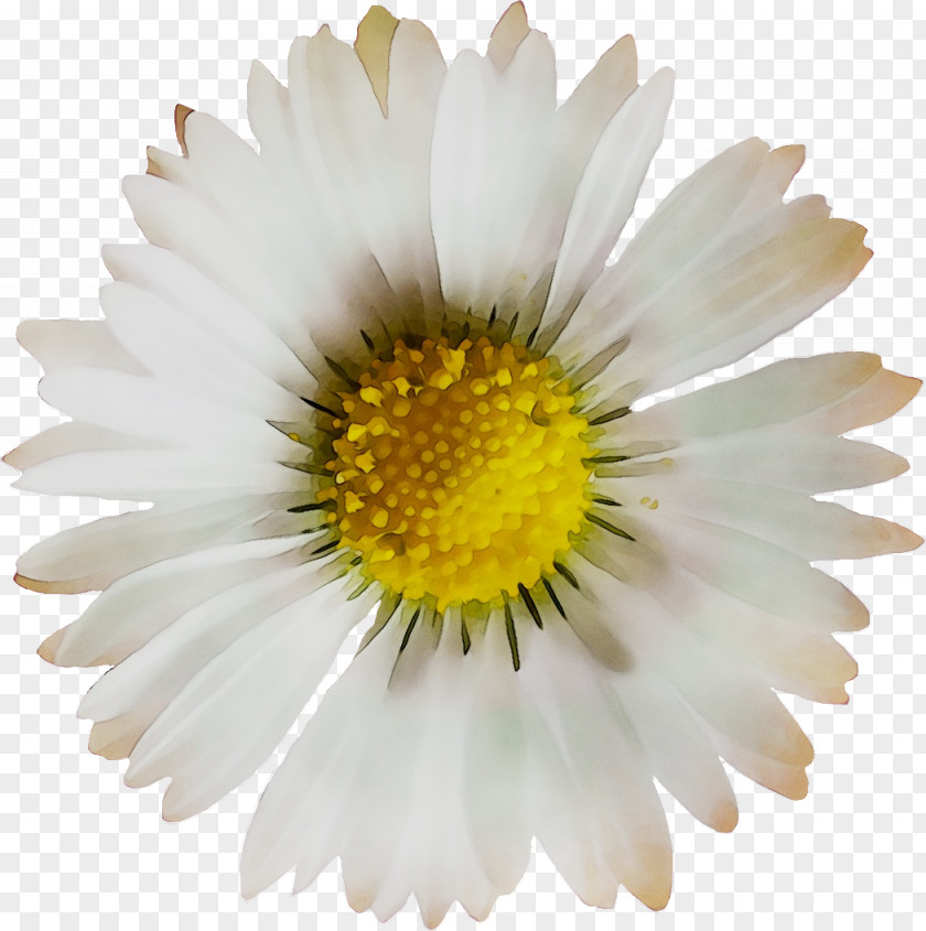 Oxeye Daisy Chrysanthemum Roman Chamomile Marguerite Family PNG