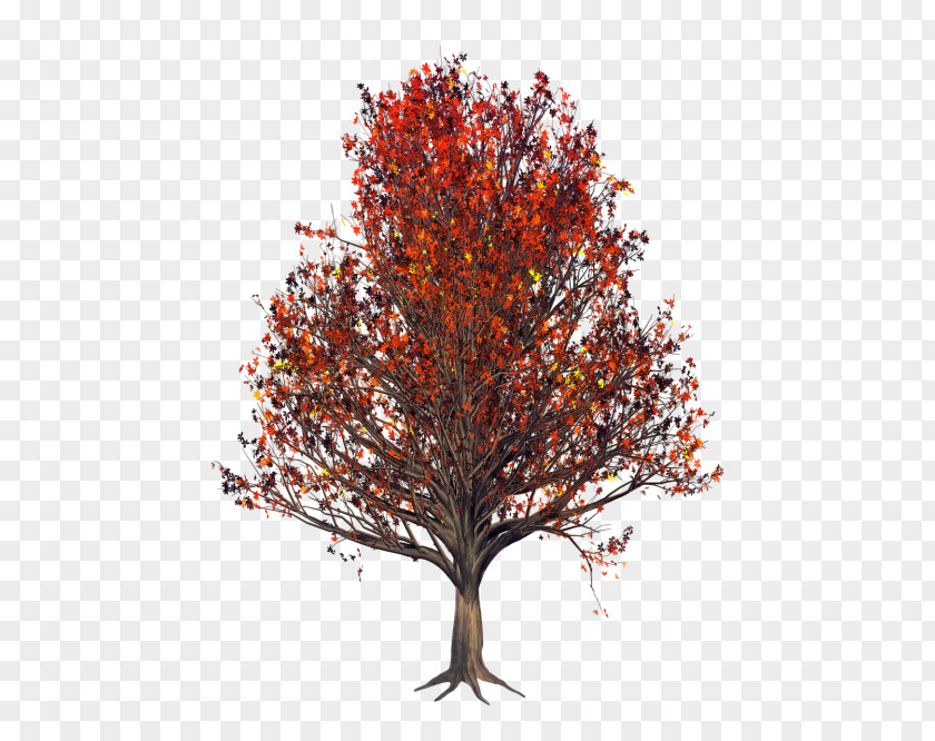 Twig Autumn Orange PNG