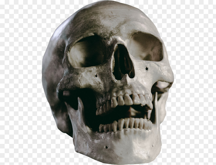 University Of Winchester Homo Sapiens Skull Anthropology Zivtech PNG