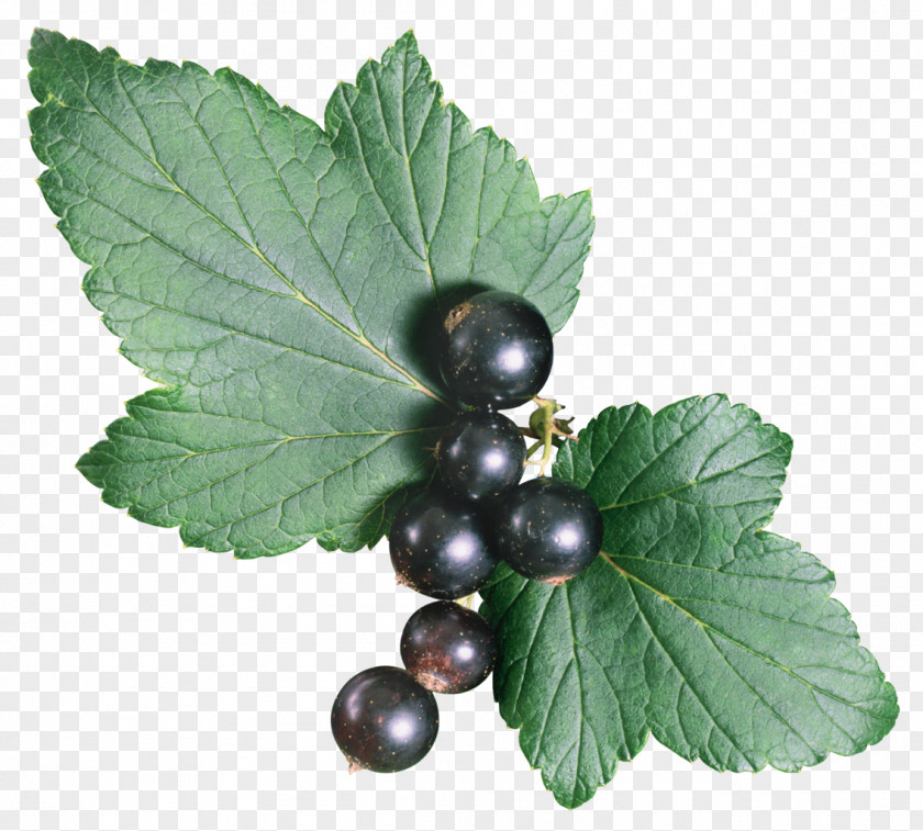 Blueberries Green Tea Herbal PNG