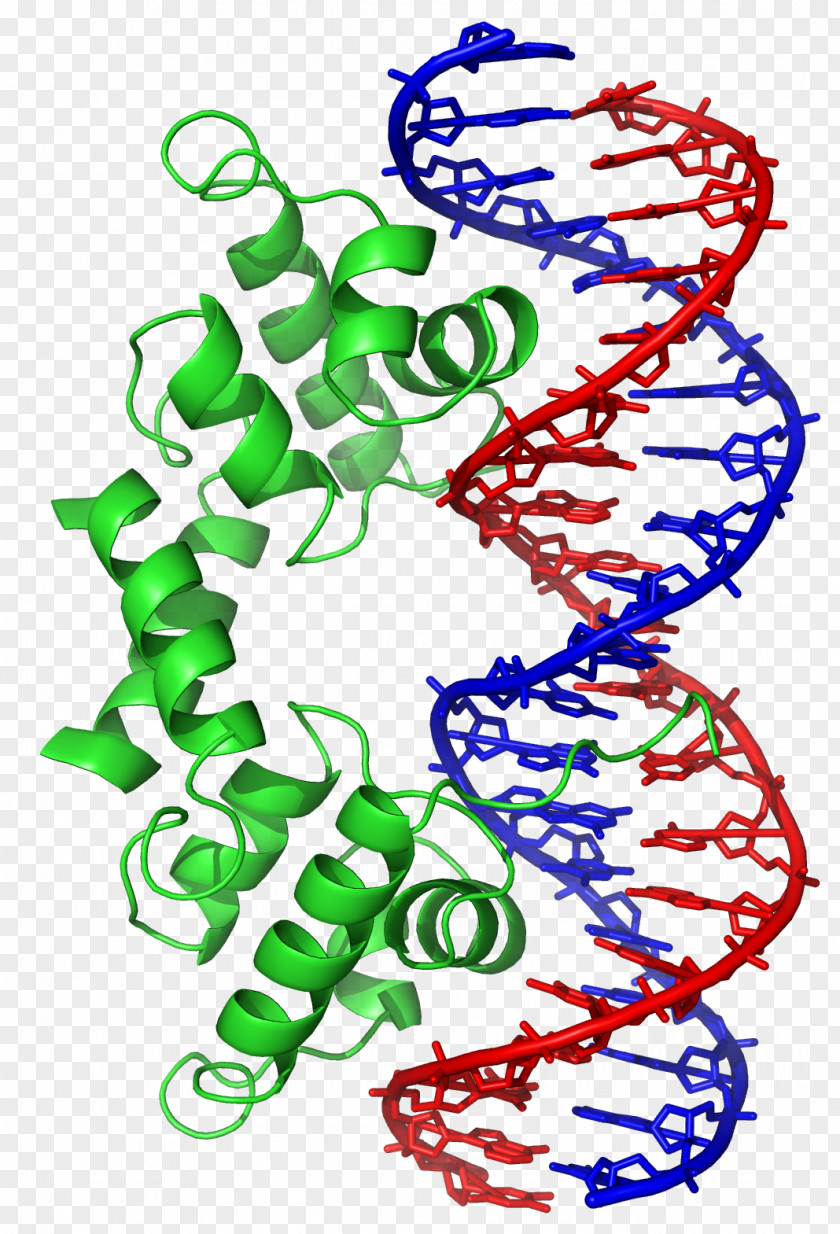 DNA Helix-turn-helix DNA-binding Protein Basic Helix-loop-helix Structural Motif PNG