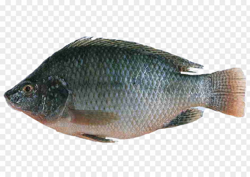 Fish Nile Tilapia Farming Oreochromis Urolepis Hornorum PNG