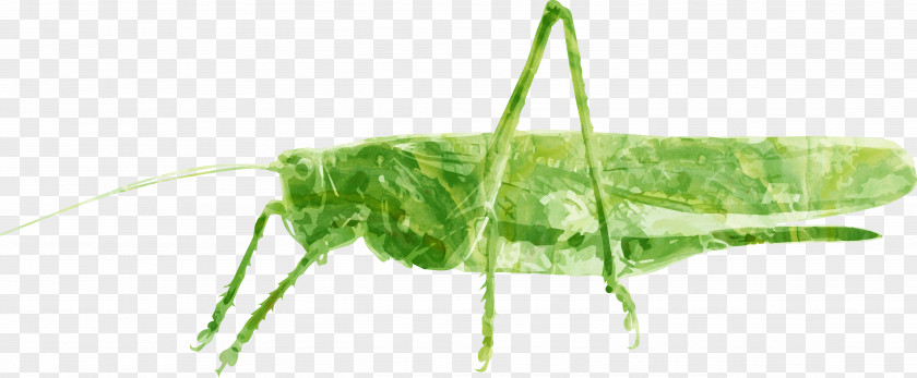 Insect Grasshopper Caelifera Tettigonia Viridissima PNG