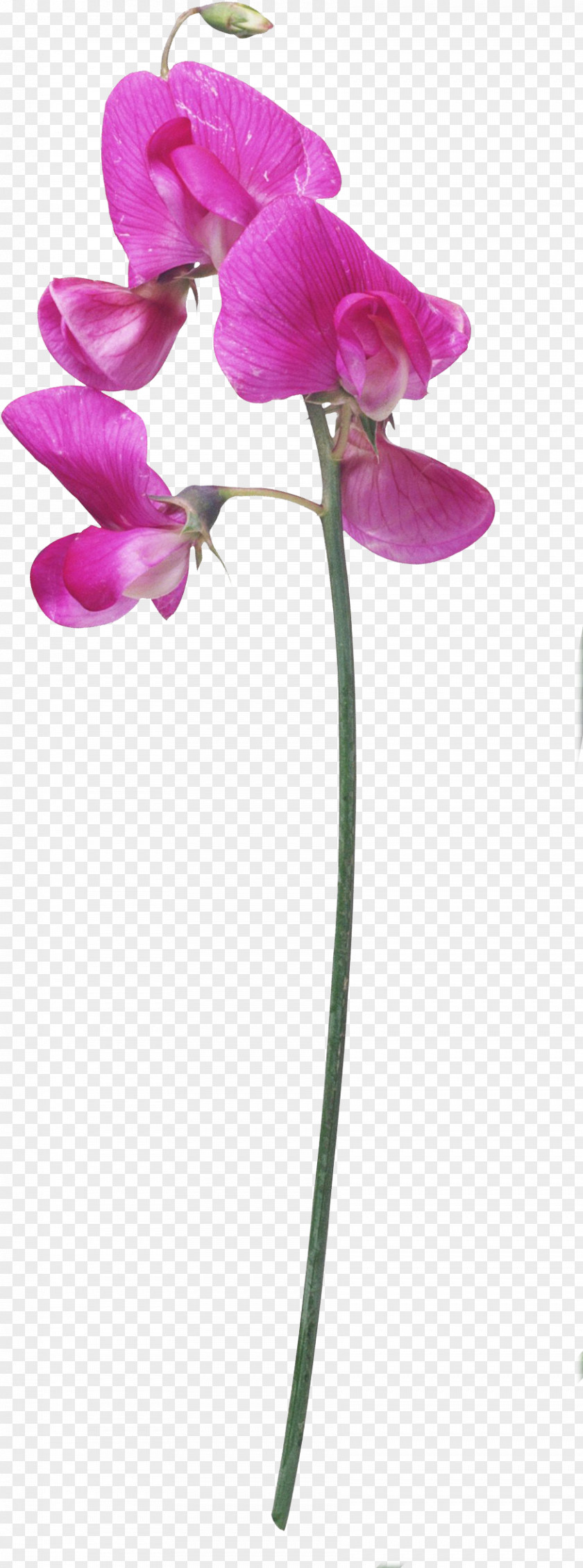 Kaya Scodelario Cut Flowers Plant Stem Animation PNG