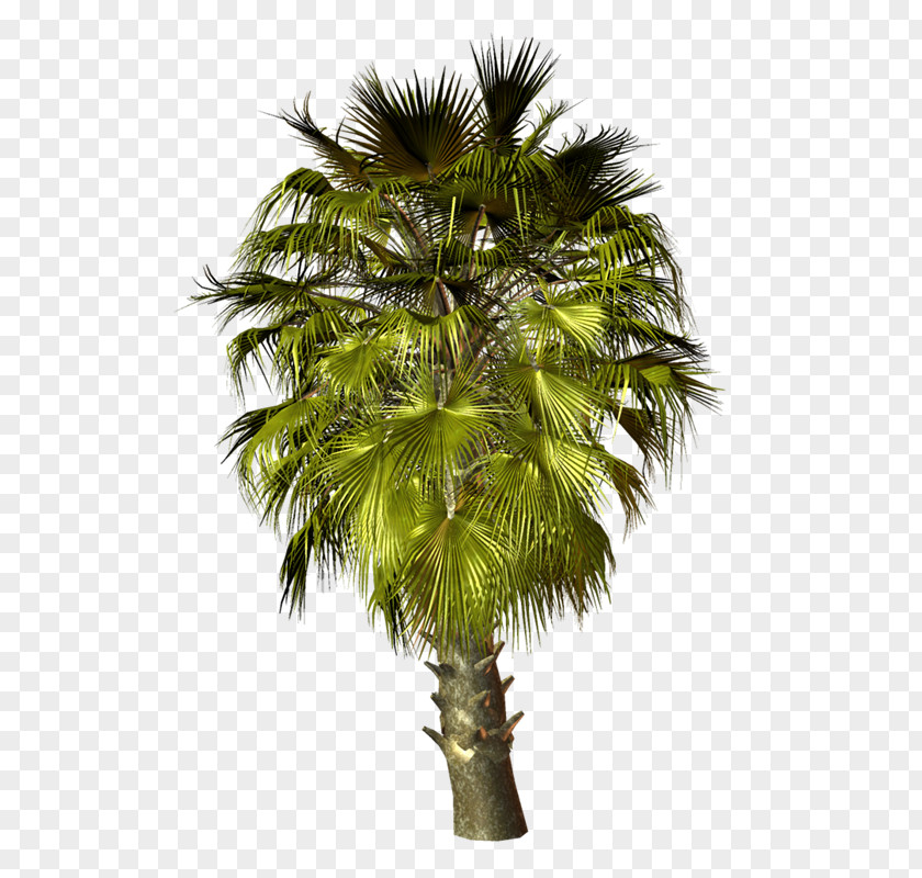 PALMERA Asian Palmyra Palm Trees Babassu Coconut PNG