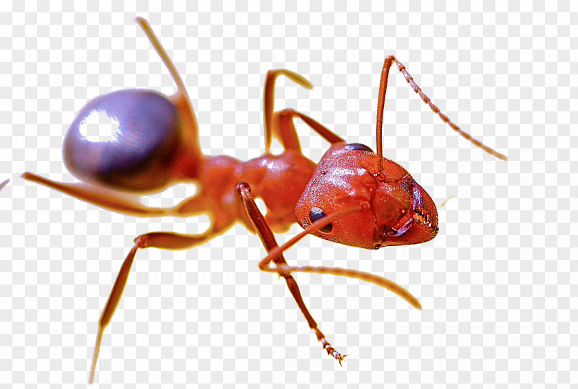 Red Ants Imported Fire Ant Pest Control Harvester Insect PNG