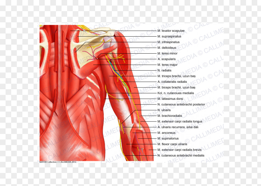 Arm Serratus Anterior Muscle Posterior Inferior Superior Shoulder PNG