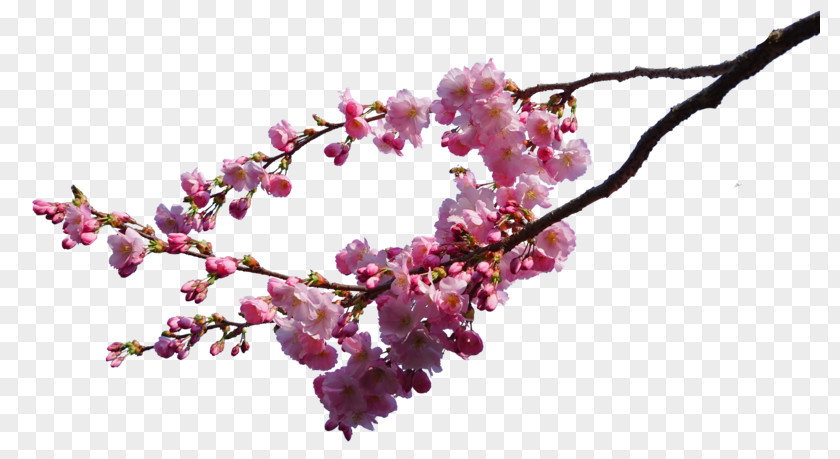 Cherry Blossom Image Branch Tree PNG