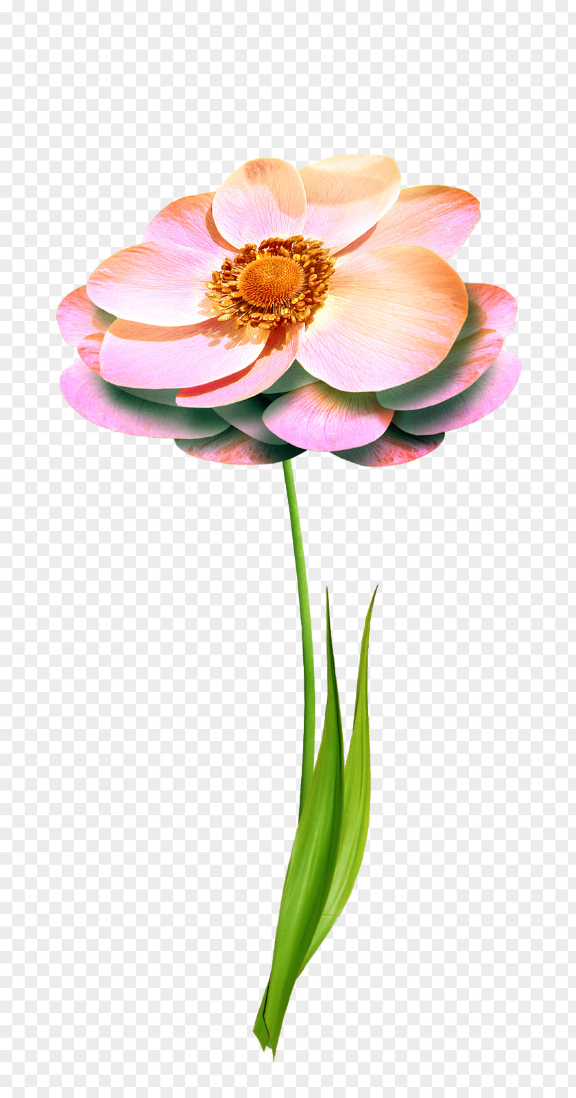 Flower Cut Flowers Petal Floral Design Rose PNG