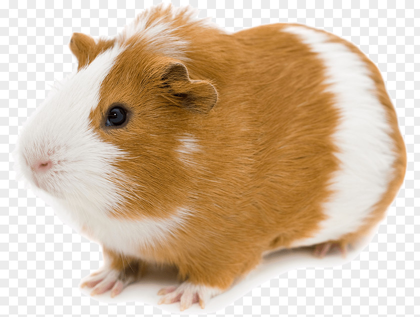 Guinea Pig Abyssinian Stock Photography Pocket Pet PNG