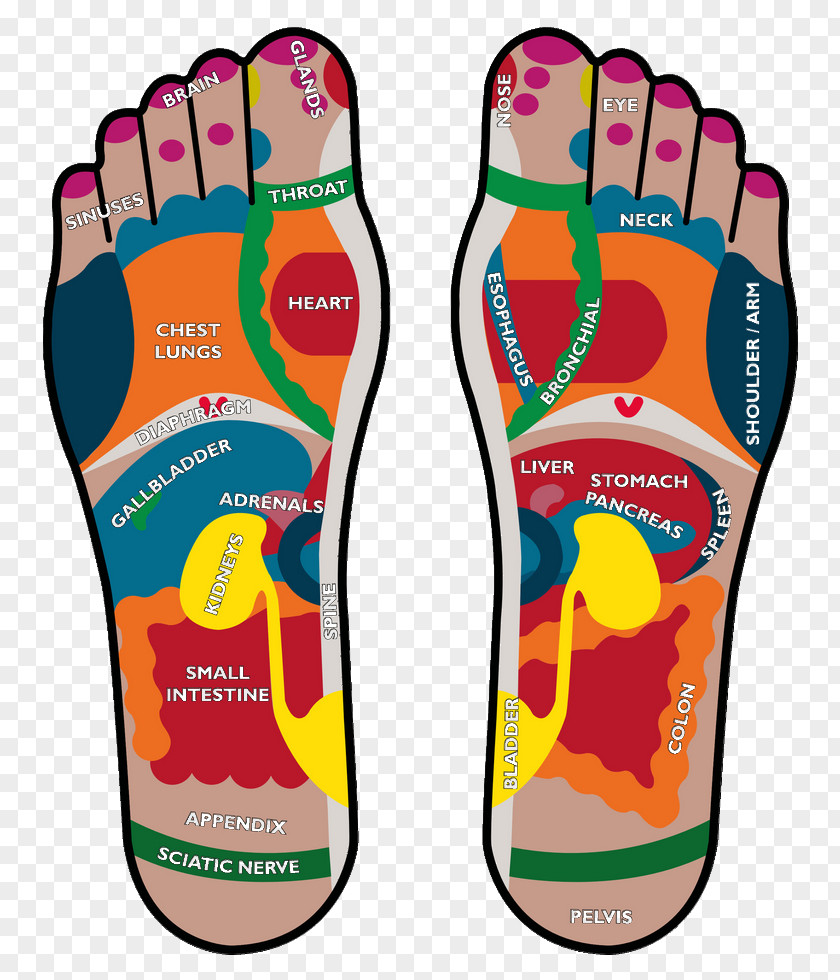 Health Podalgia Reflexology Foot Human Body PNG
