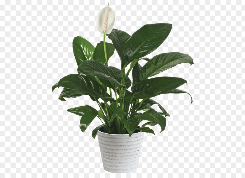 Peace Lily Flowerpot Houseplant Cut Flowers PNG