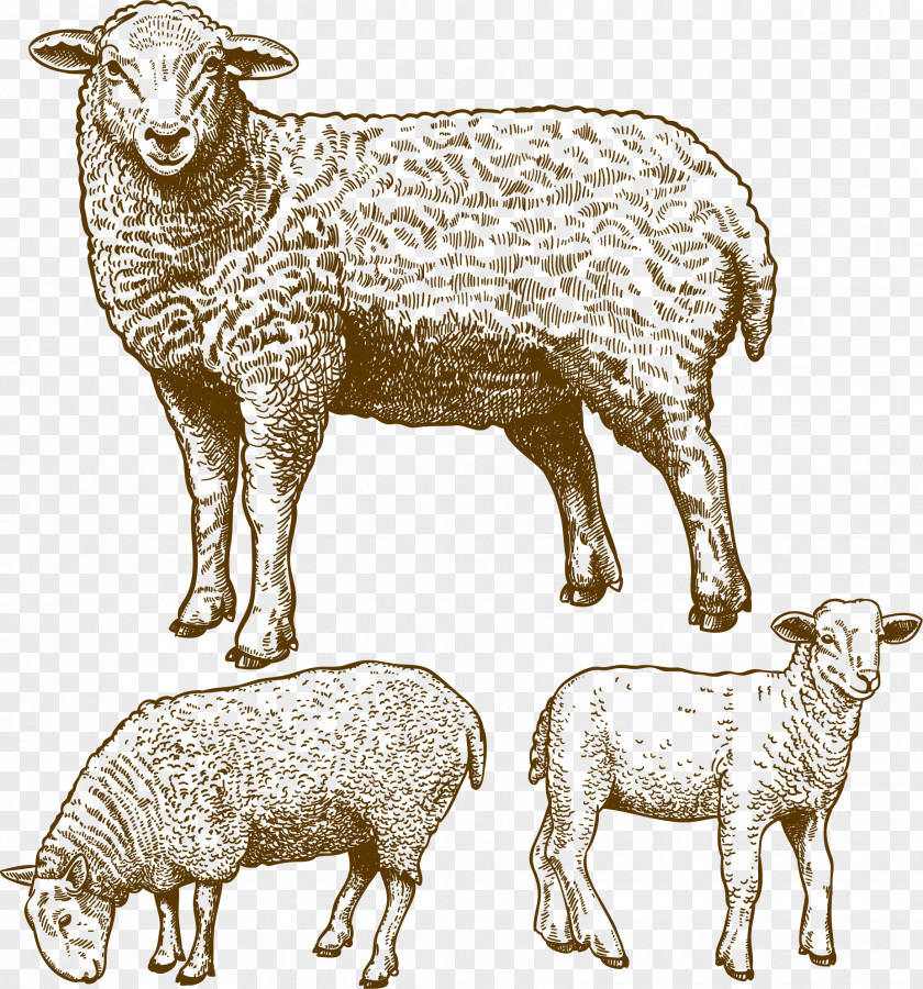 Sheep Grazing Drawing PNG