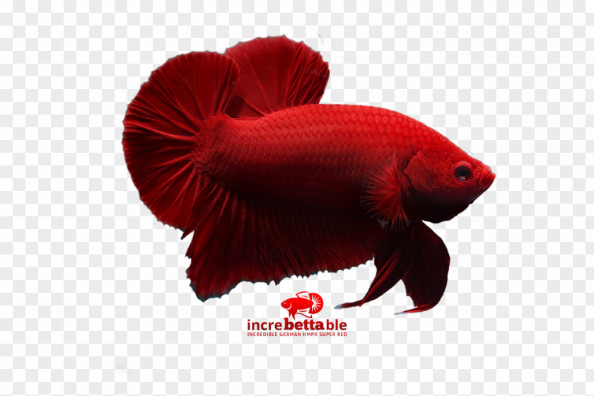Betta Channoides Siamese Fighting Fish Red Yellow PNG