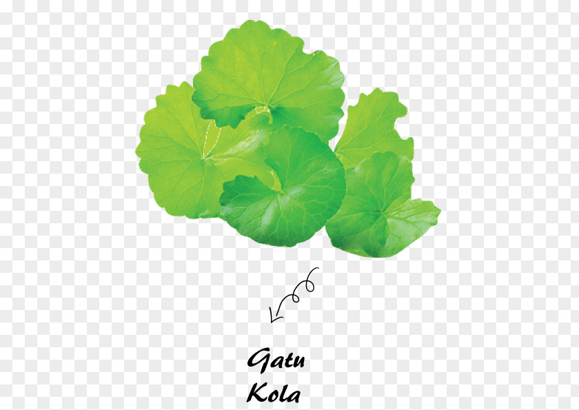 Centella Asiatica Stock Photography Herb Waterhyssop Image PNG
