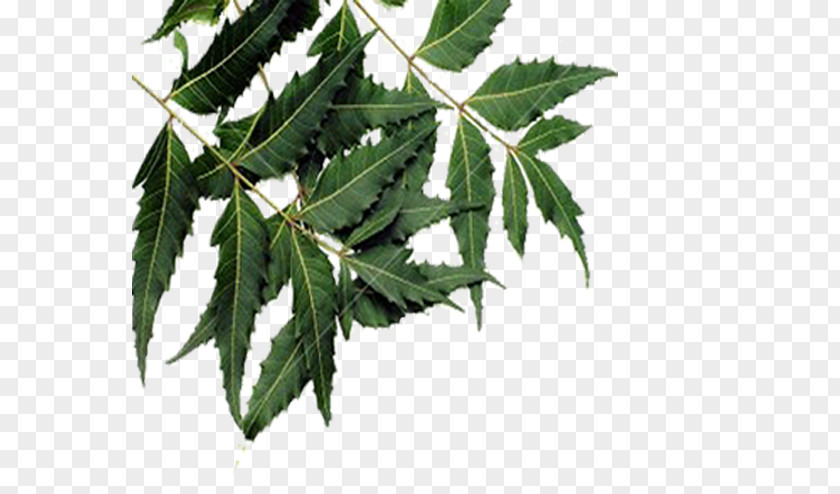 Leaf Neem Tree Oil Plant PNG