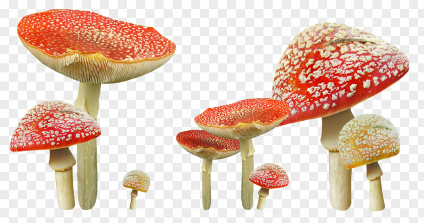Mushroom Edible Autumn Fungus PNG