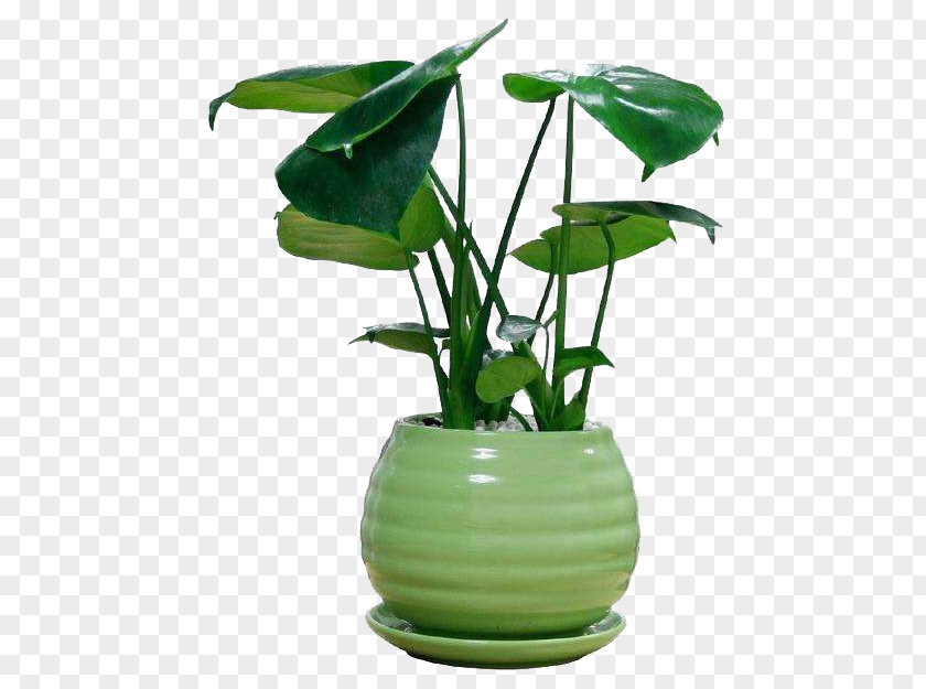 Ornamental Potted Plant Swiss Cheese Houseplant Bamboo PNG