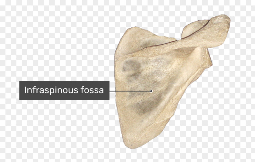 Scapula Spine Of Supraspinatous Fossa Anatomy Infraspinatous PNG