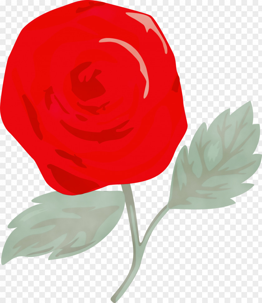 Rose PNG