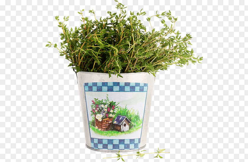 Aromatic Pianta Aromatica Herb Plant Thymes Grass PNG