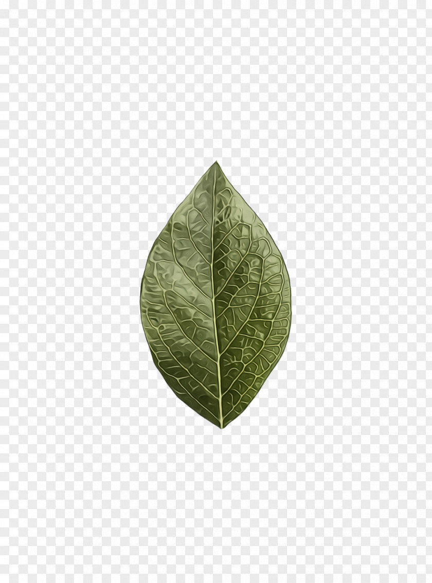 Bay Leaf Anthurium Green PNG