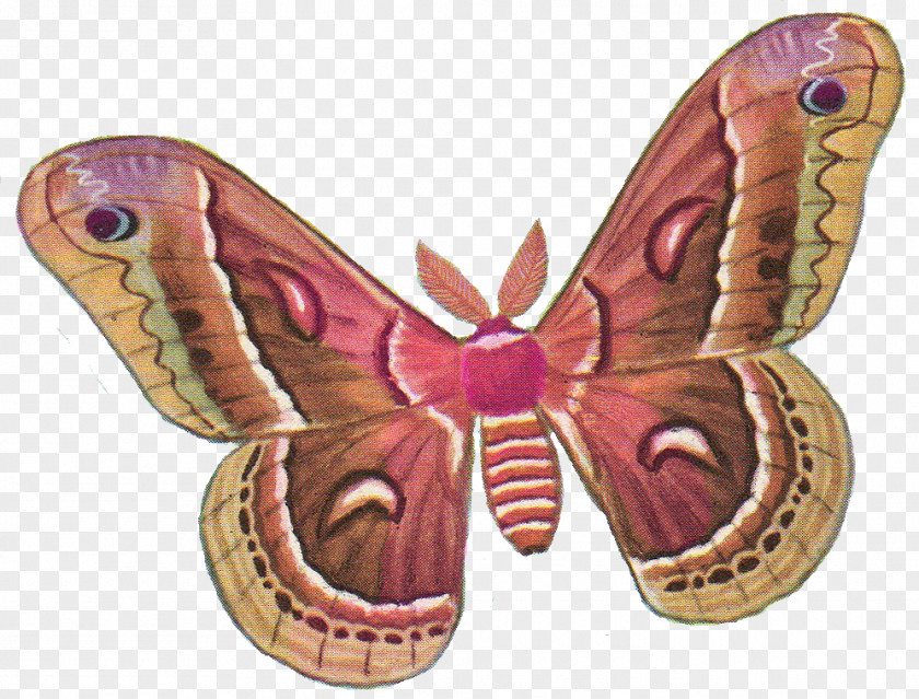 Butterfly Moth Silkworm Clip Art PNG