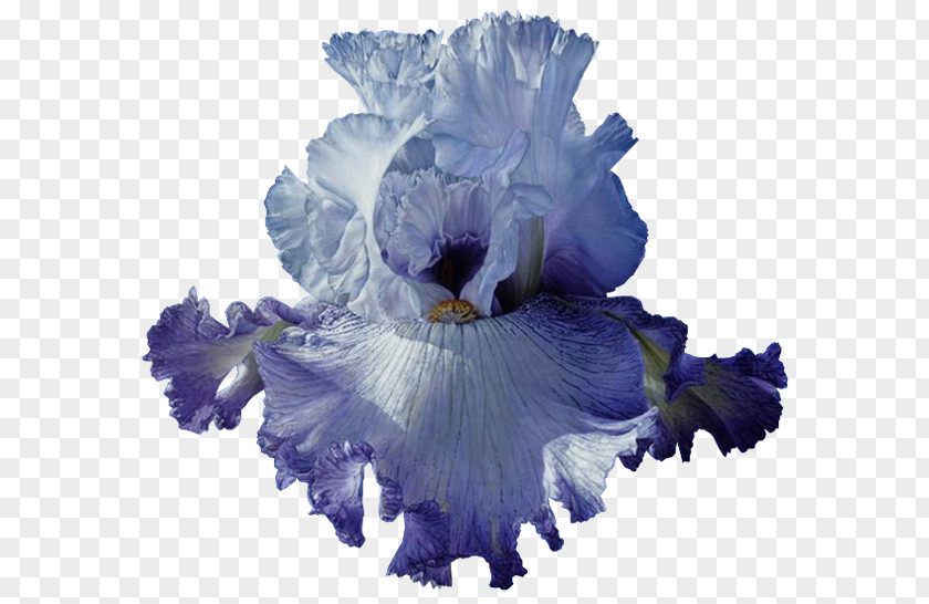 Flower Blue Iris PNG