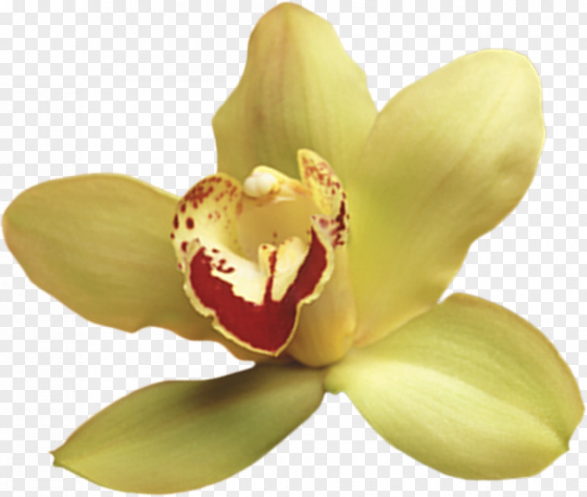 Moth Orchids Petal PNG