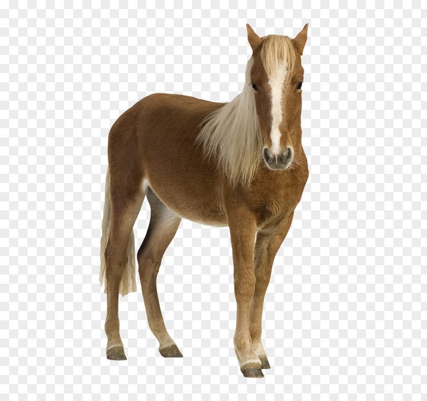 Mustang Shetland Pony Foal Stock Photography PNG