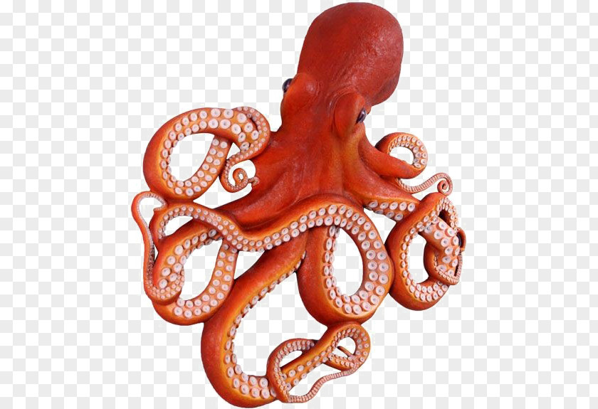 Octpus Octopus Image Drawing Artist PNG