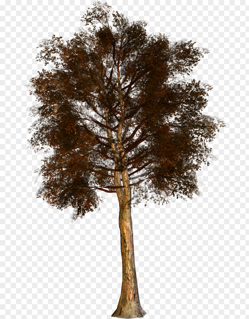 Pine Family PNG
