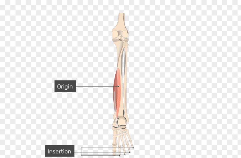 Tibialis Posterior Muscle Anterior Origin And Insertion Flexor Hallucis Longus PNG