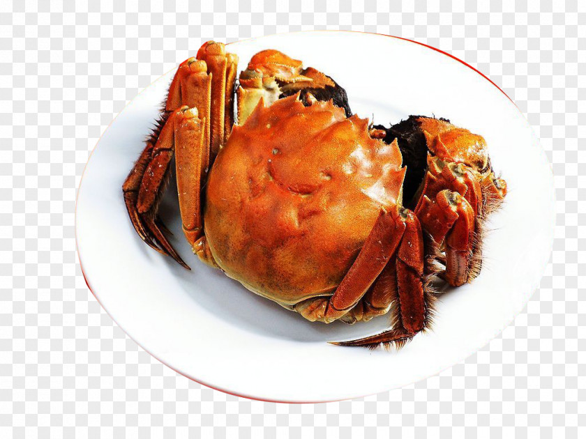 Chinese Mitten Crab Yangcheng Lake Gucheng Giant Mud PNG mitten crab mud crab, A clipart PNG