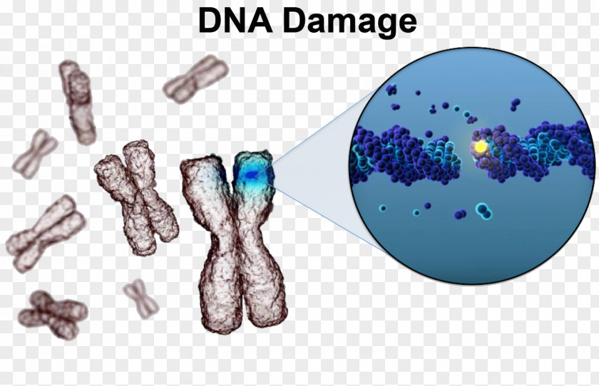 Dna Core DNA Damage Theory Of Aging Repair Cell PNG