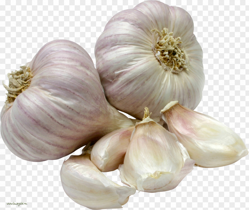Garlic Vegetable Herb Food Onion PNG