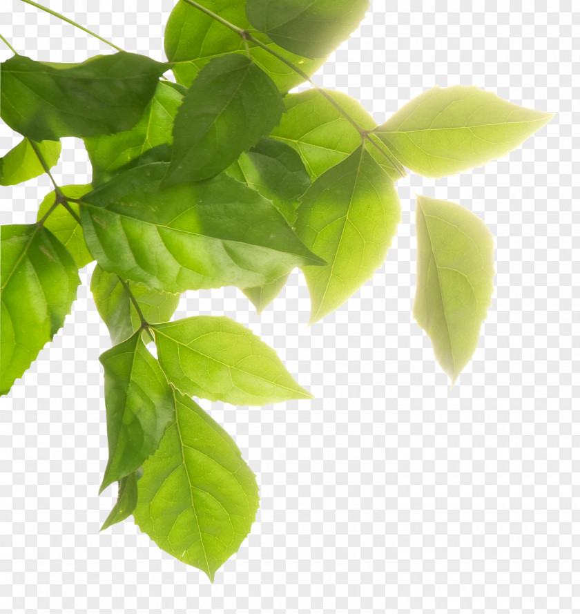 Leaves Haeul Environmental Protection Image Biophysical Environment Design PNG