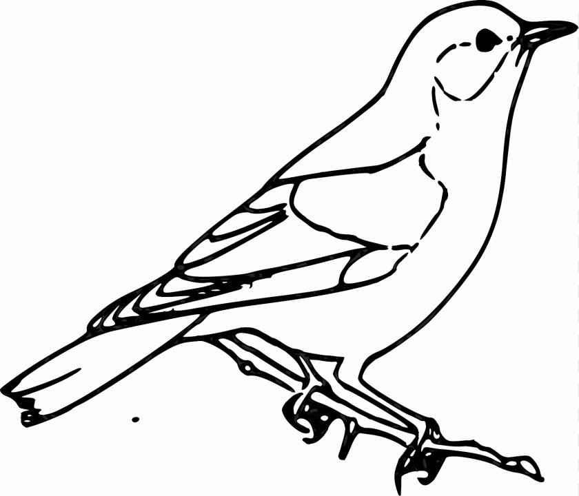 Quail Sparrow Bird Drawing Clip Art PNG