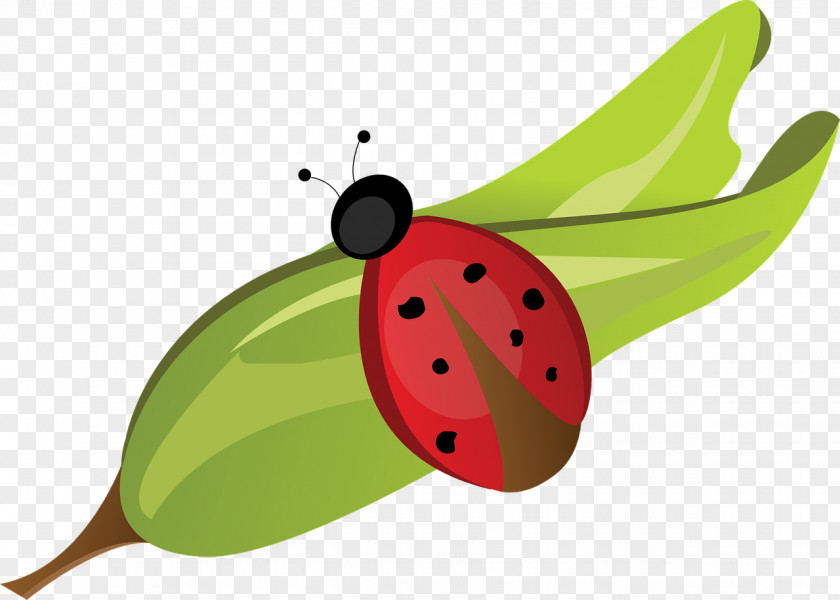 Sleeping Beetle Ladybird Pixabay PNG