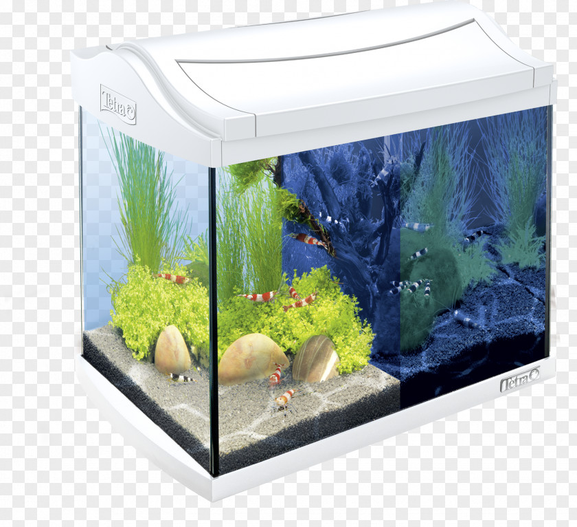 Aquarium Decoration Filters Tetra Pet Shop Live Rock PNG