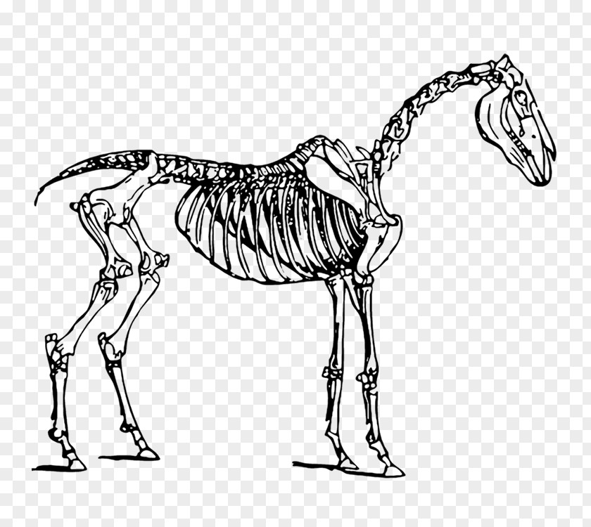 Dinosaur Skeleton Horse Skull Clip Art PNG