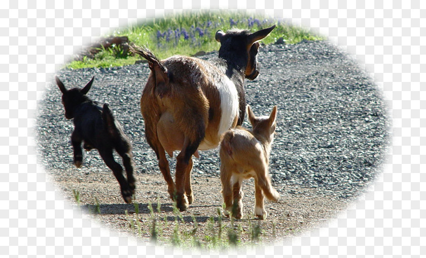 Goat Cattle Pasture Fauna Pack Animal PNG