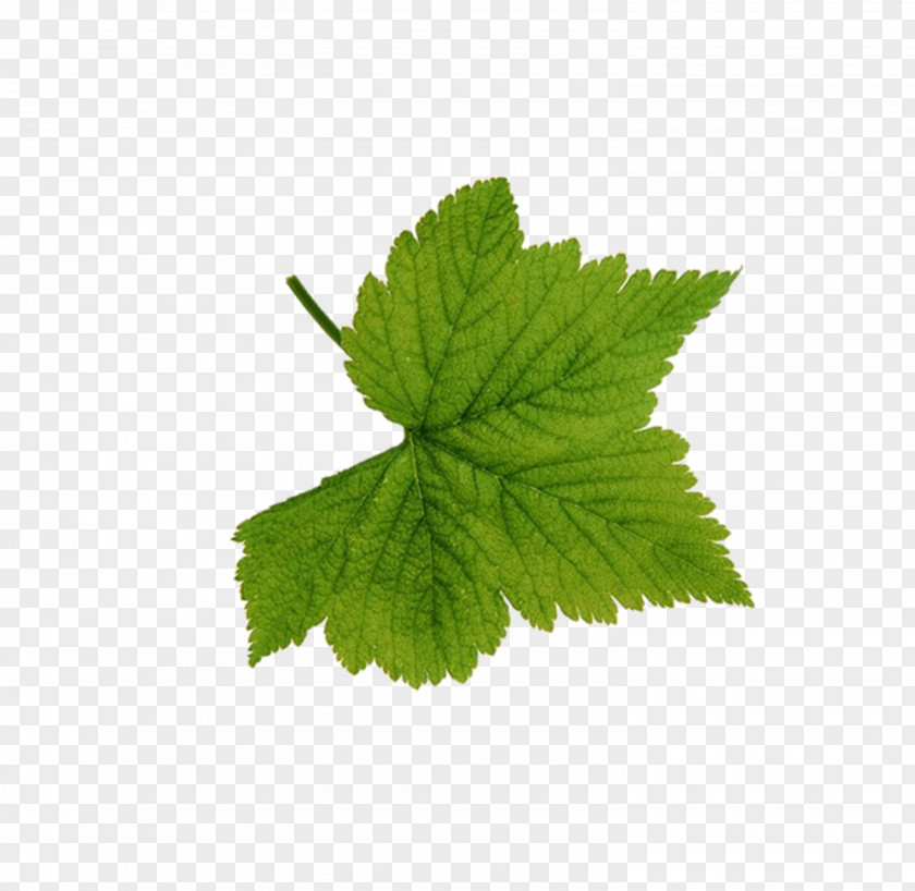 Leaves Look At Leaf Green Clip Art PNG