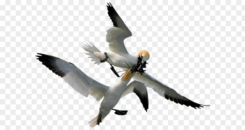 Bird Gannets Beak Feather PNG