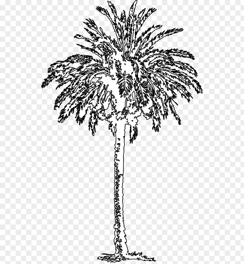 Date Palm Arecaceae Black And White Tree Plant PNG