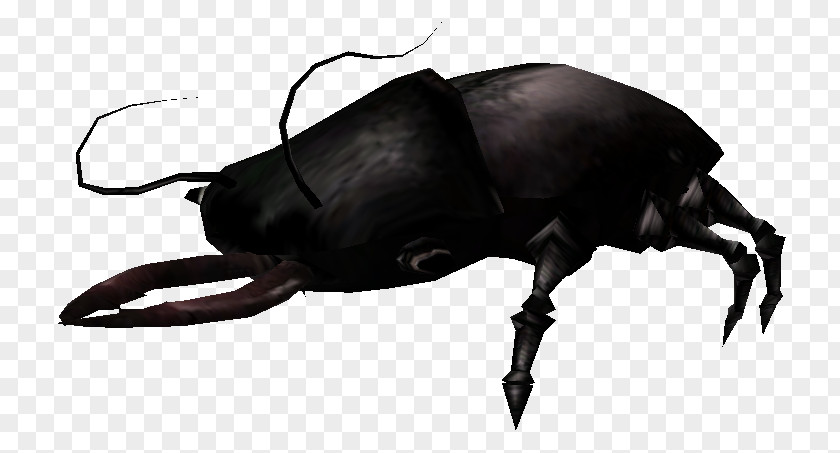 Shalk Japanese Rhinoceros Beetle Dung Wiki Beetles PNG