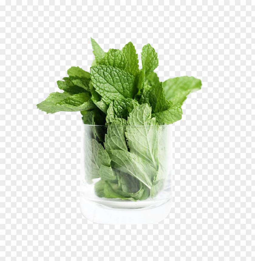 Vegetable Spring Greens Romaine Lettuce 3D Computer Graphics PNG