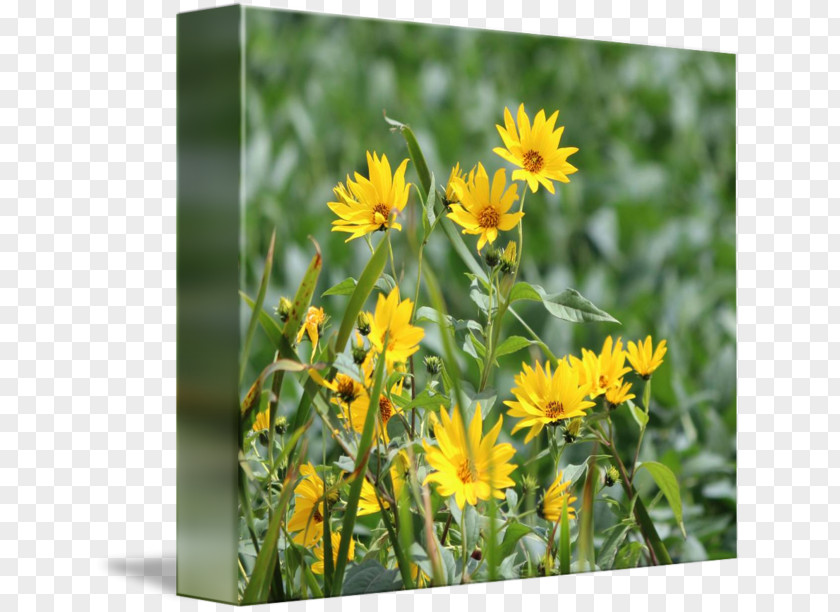 Wild Flowers Dandelion Common Sunflower Plant Wildflower PNG