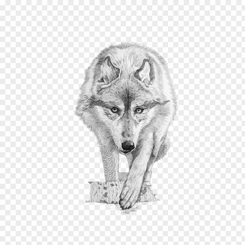 Wolf Gray Coyote Drawing PNG