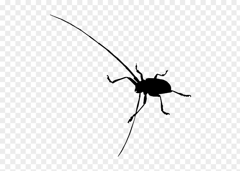 Beetle Clip Art PNG